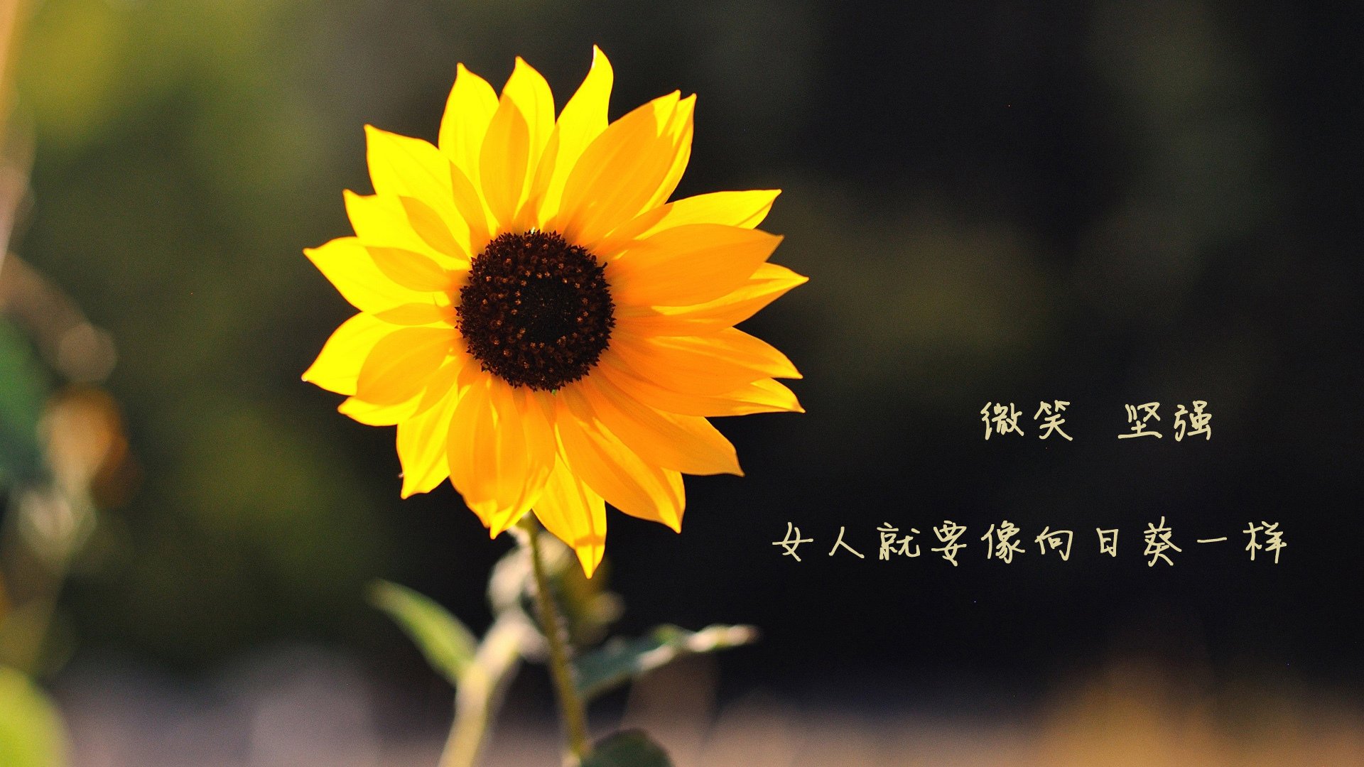 爱游戏入口-蓝色幽灵的逆袭，佩雷兹统治夜赛，雷诺绝杀法拉利王座