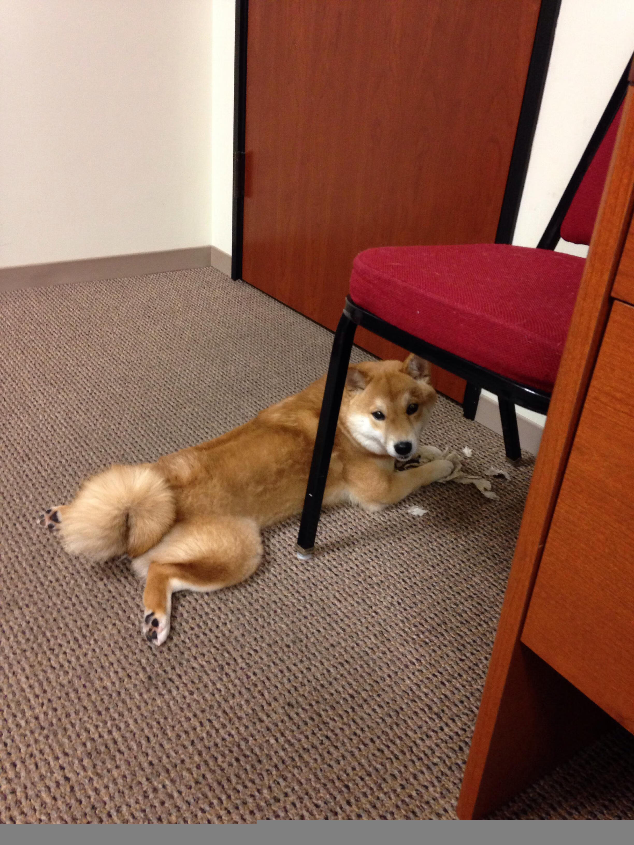 东方羽刃破北欧寒冰,石宇奇绝境亮剑,日本丹麦鏖战史诗