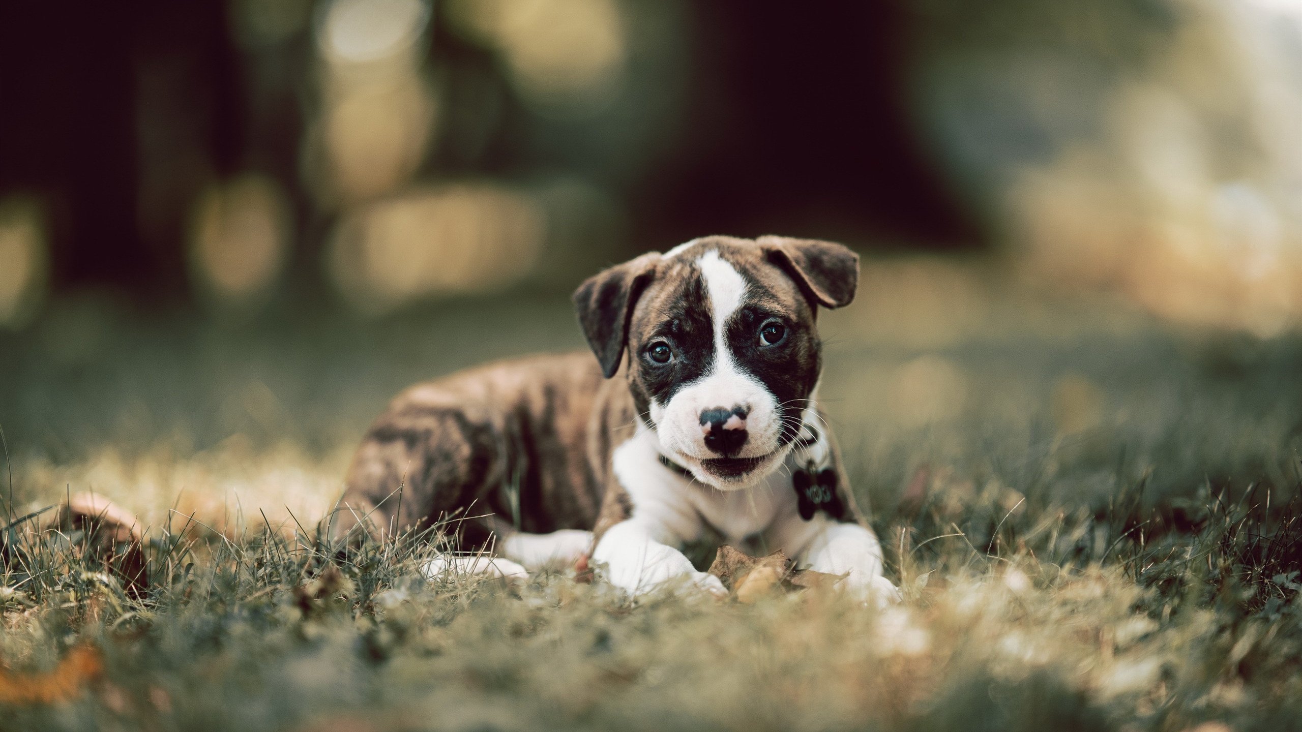 一柄银枪，斩断两条长河，唯一杜兰特，如何同步终结鹈鹕与定义东决