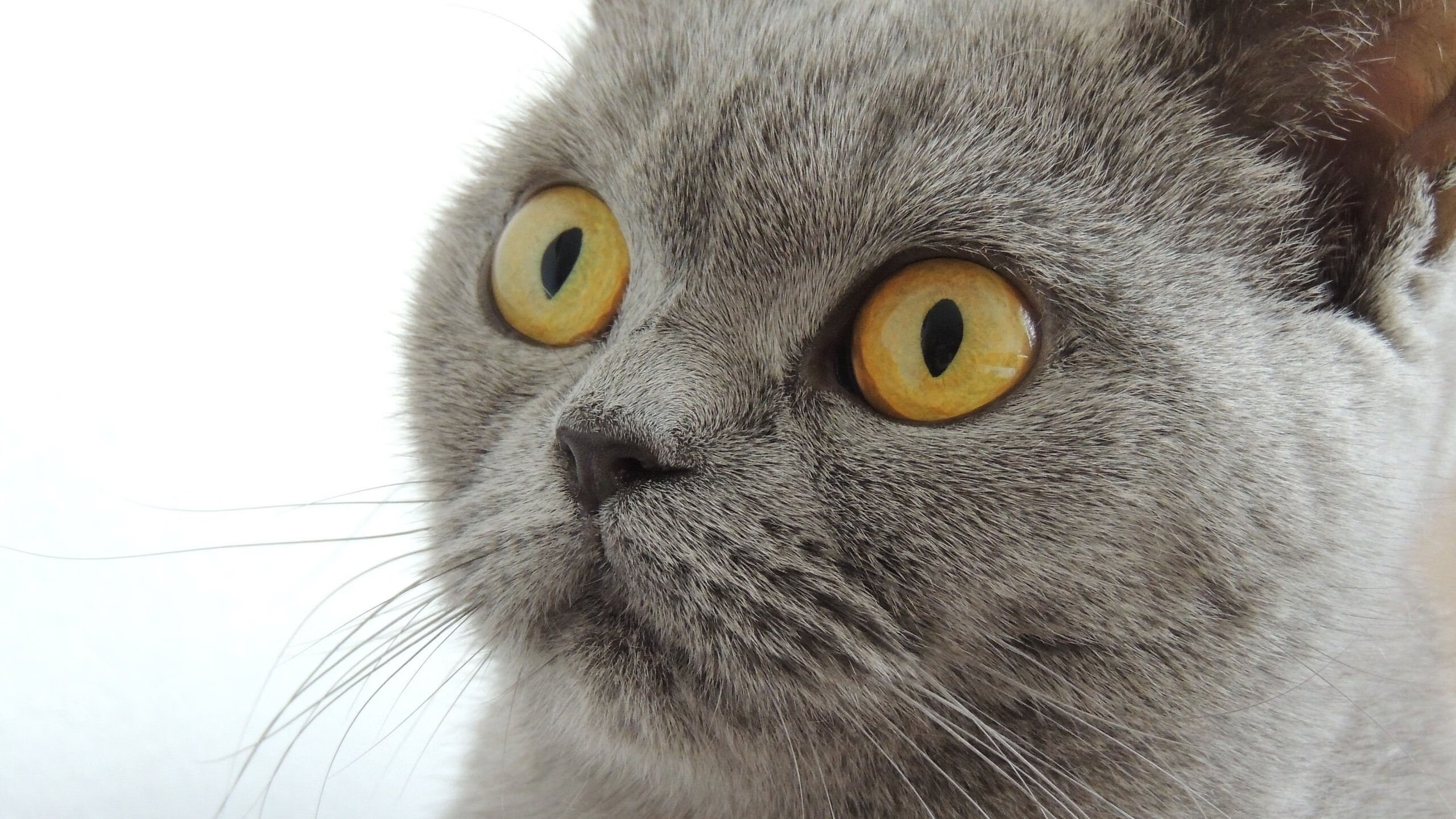 地球保卫战,当布克的得分利刃切开辽宁的钢铁防线