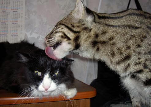 爱游戏tv-时间废墟中的孤本，马刺突围与欧文刺破寂静的三分钟