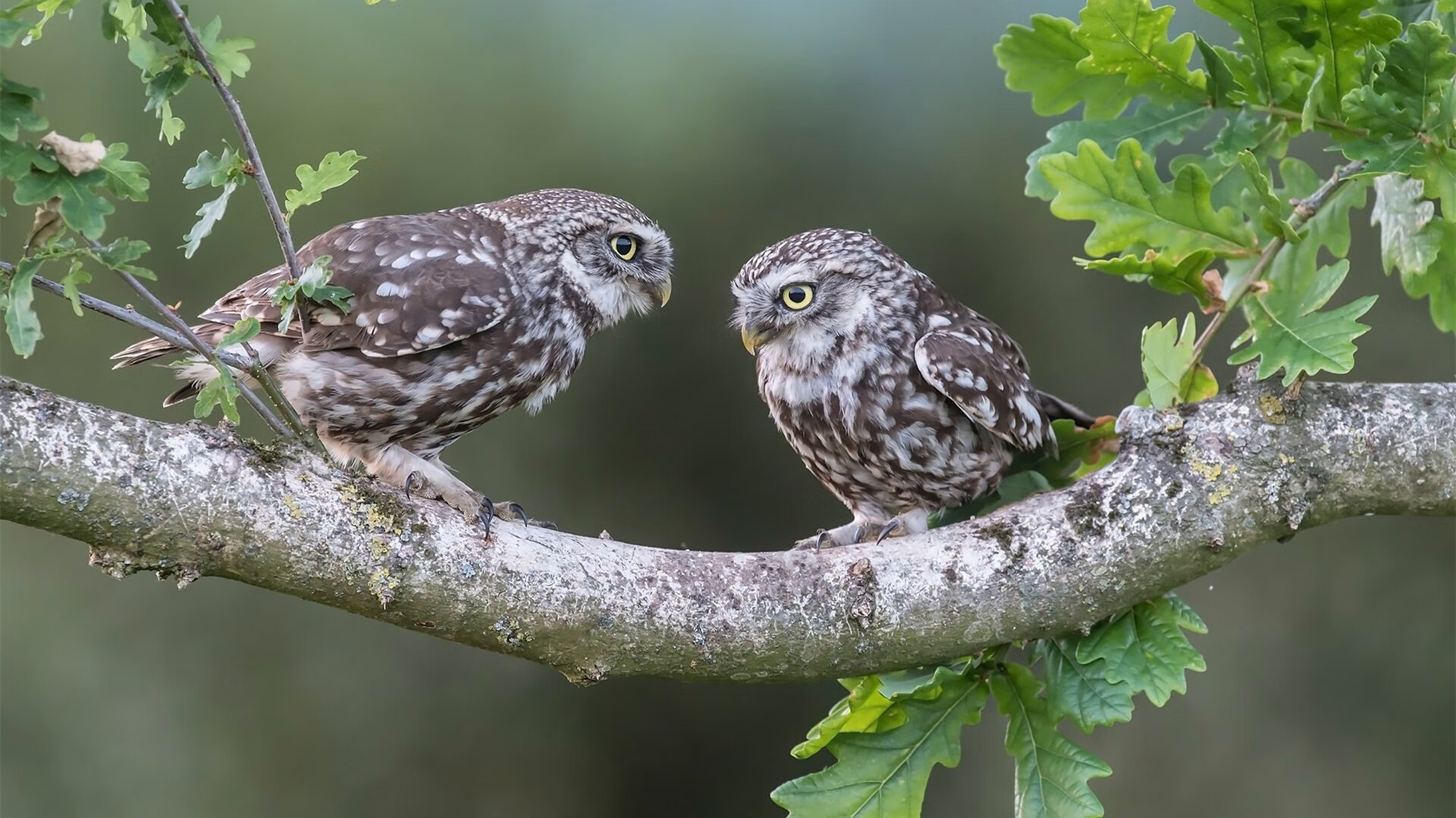 爱游戏大厅-关键夜的交响，米切尔一役定乾坤，奏响奥运周期最强音