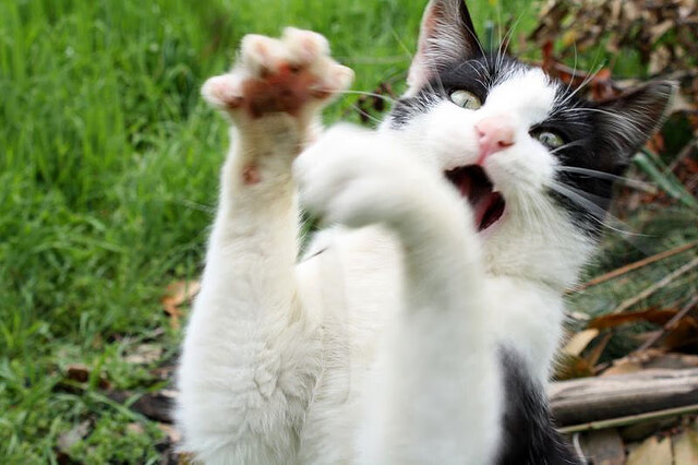 奥利维耶的完美风暴，利物浦何以在战术与意志层面彻底压制哥斯达黎加？