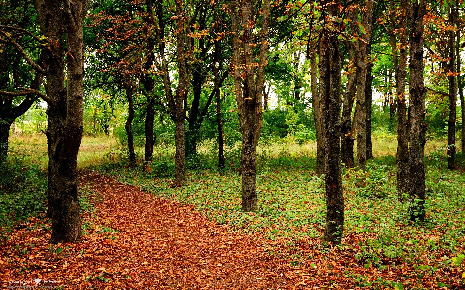 爱游戏大厅-跨次元的篮球魔力，上海队压制勇士，文班亚马于东决加冕新王