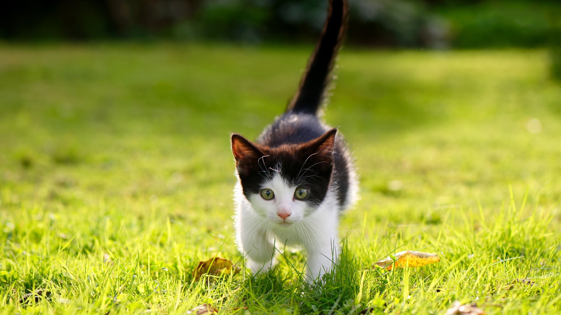 封锁的艺术,从广厦铁阵到德甲烽烟,解析胜利的共同密钥