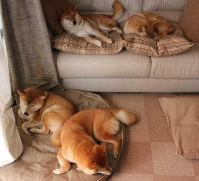 双面教科书，奥斯梅恩的进攻艺术与突尼斯的防守铁壁