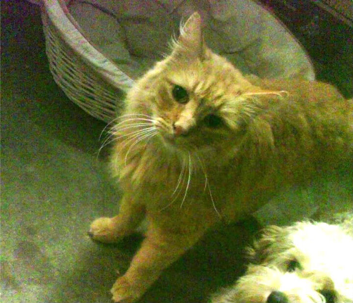 重塑基因,当英格拉姆化身组织前锋,猛龙用一场非典型完胜开启新时代