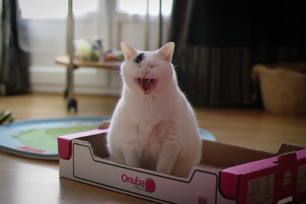 数字霸权，哈利伯顿的数据革命与上海男篮如何收割金州勇士？