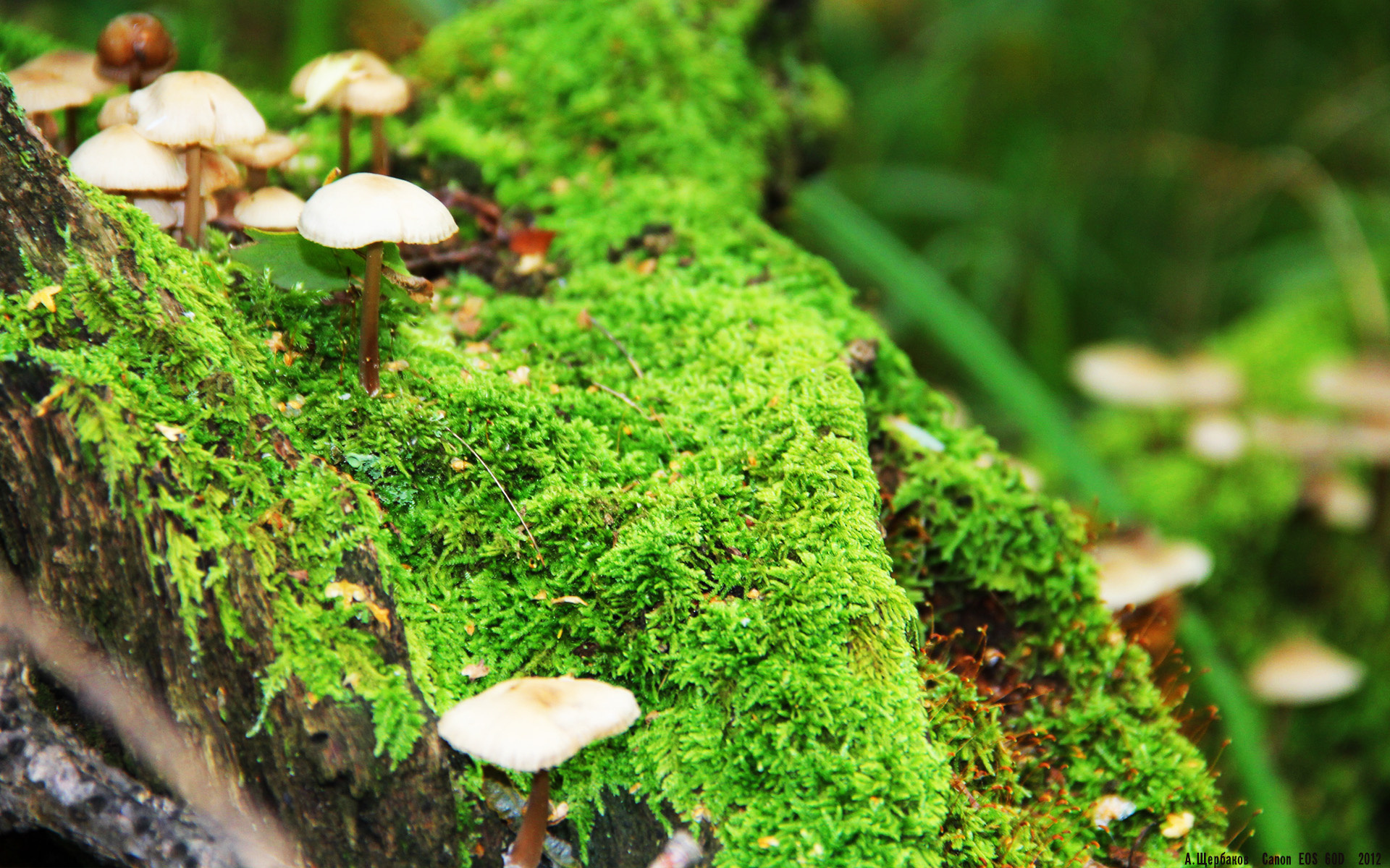 爱游戏官网-凯尔特人轻取勇士奏响时代变奏曲，拉梅洛里程碑之夜铸就新传奇