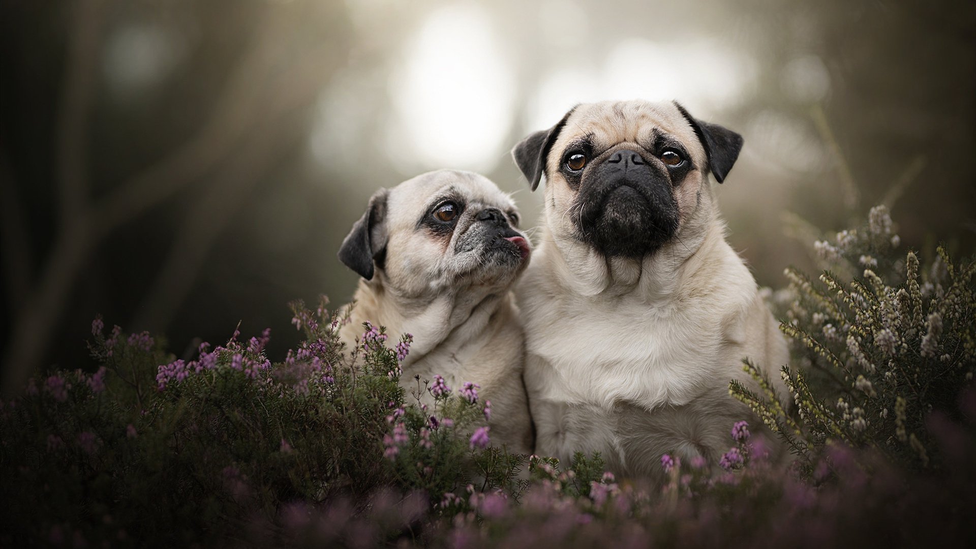 爱游戏在线-致命雨燕，乔治化身关键先生，上海铁血长城终破猛龙