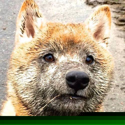 31+17+4次关键防守！戈贝尔生涯之夜撼动联盟格局，顶级中锋价值重估