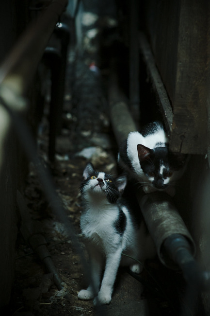 钢铁意志与灵光一现，现代足球的双面启示录