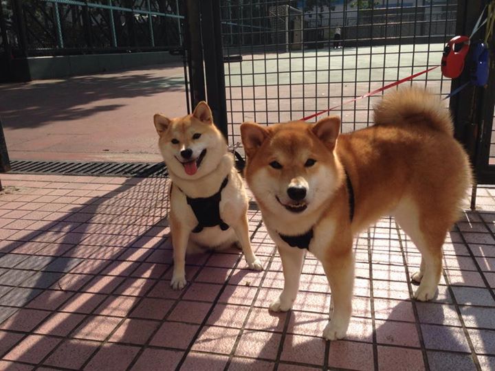 爱游戏在线-战略钳制，从辽宁的围城到霍勒迪的监狱，防守如何为胜利铸就牢笼？